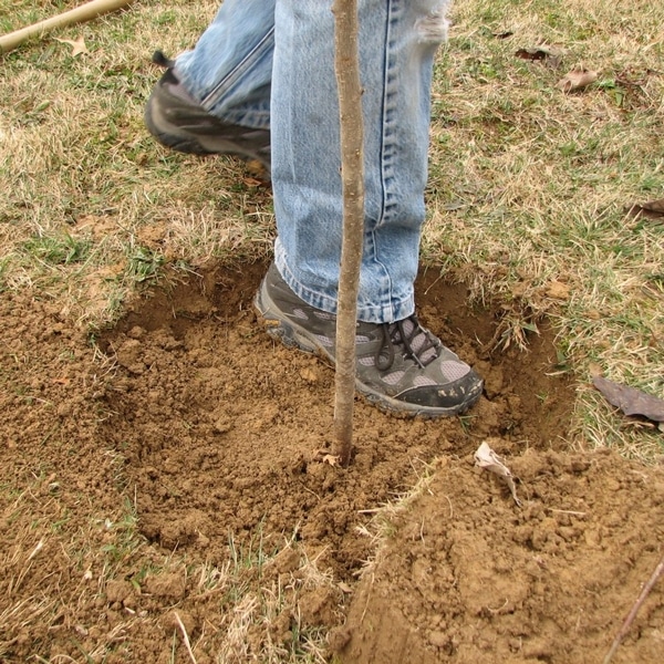 plantar un manzano