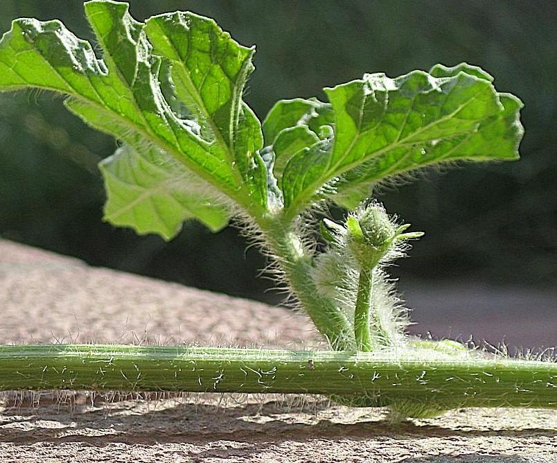 watermelon leaves