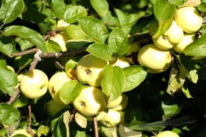 Description and characteristics of apple varieties White filling, when ripe and how to store