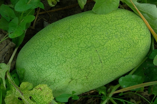 melones y calabazas