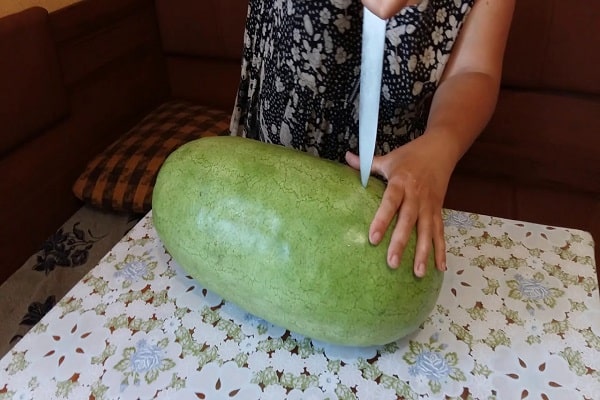 planting a watermelon