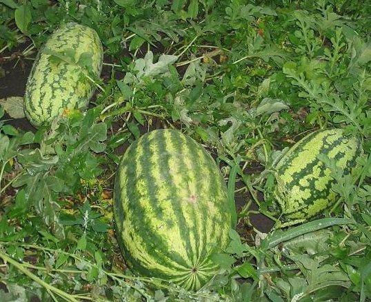 watermelon peking joy