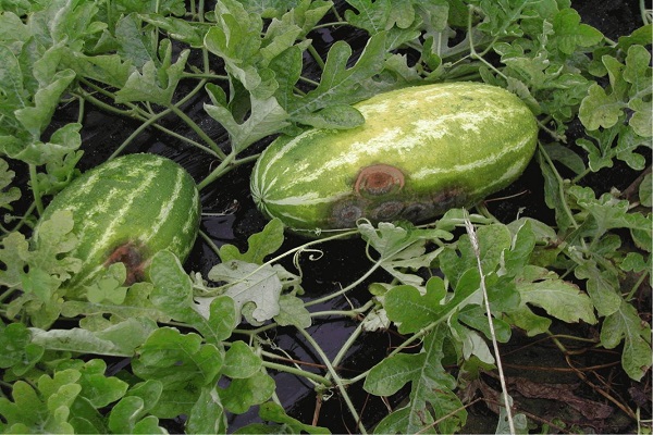 found on watermelons