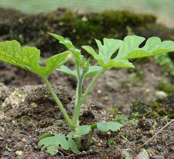 plántula de sandía