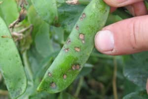 Cómo tratar pulgones en frijoles, otras plagas de leguminosas y medidas de control.