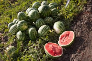 Features of growing Astrakhan watermelons, korda ripen and how to distinguish varieties