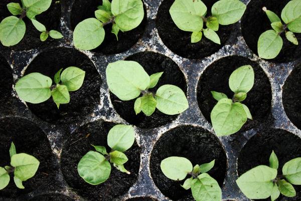 eggplant seedlings