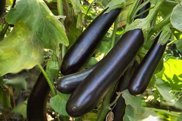 eggplant bushes