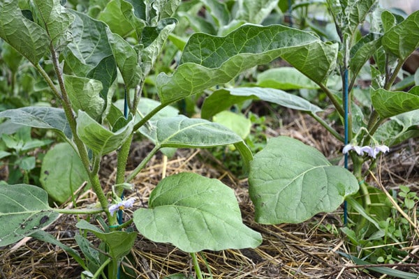 aubergine en plein champ