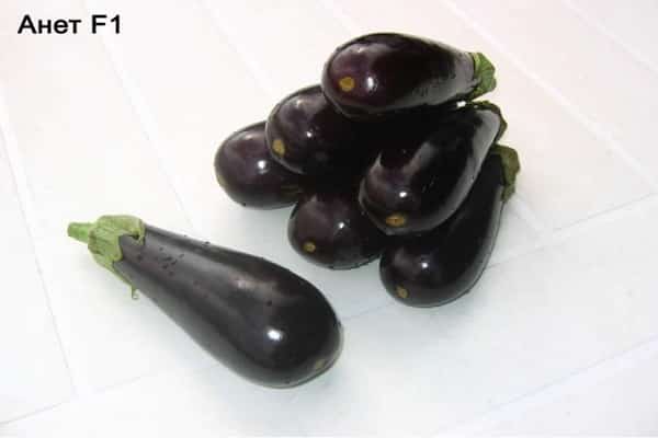 caractéristiques de l'aubergine