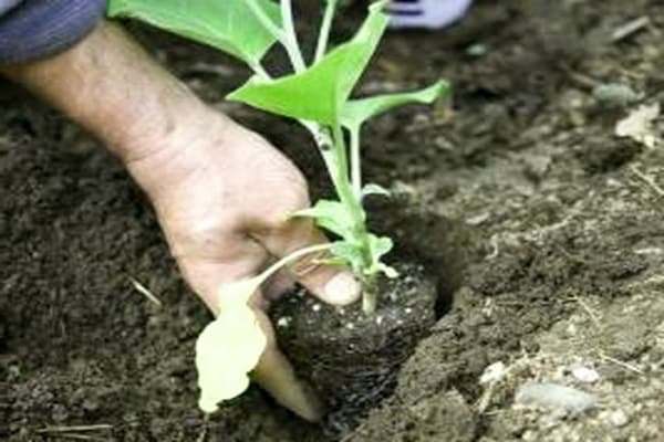 les aubergines ne gèlent pas