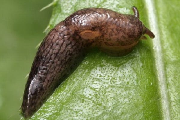 ravageur d'aubergine