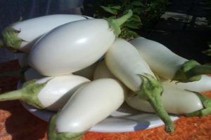 Description and characteristics of Bibo eggplant, cultivation and care