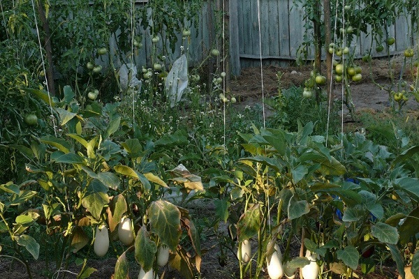 peut être planté