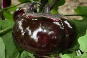 Description and characteristics of eggplant Bourgeois, yield, cultivation and care