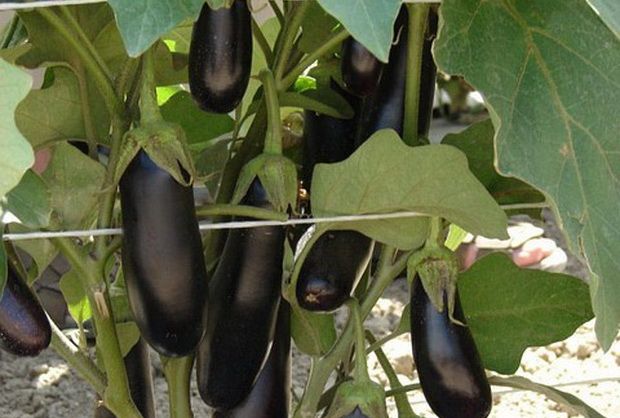 aubergines buissons destan