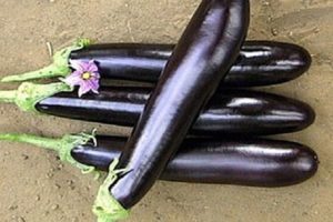 Description de l'aubergine longue violet, ses caractéristiques, ses avantages et ses inconvénients