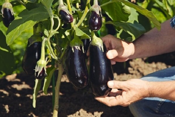 contienen pesticidas