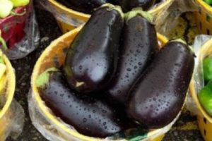 Description de la variété d'aubergine Galich, ses caractéristiques et son rendement