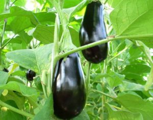 Description de la variété d'aubergine Destan f1, caractéristiques et rendement