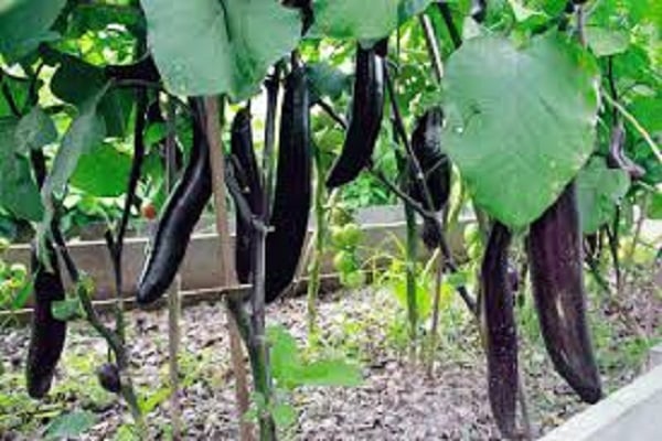 características de la variedad