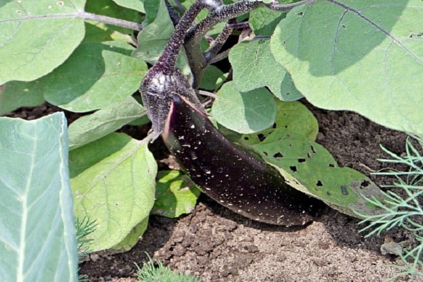 planten worden behandeld