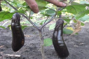 Description de la variété d'aubergine King of the North F1, avantages et inconvénients