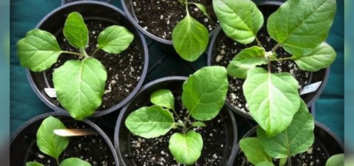 plants d'aubergine