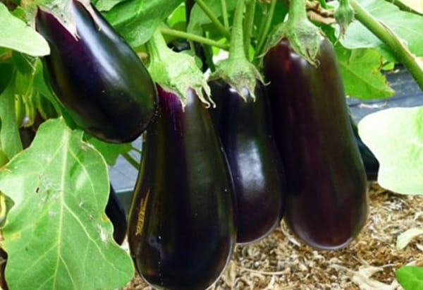 aubergines buissons sofia