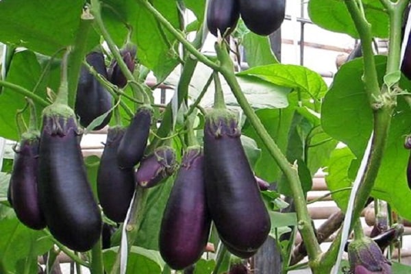 aubergine végétale