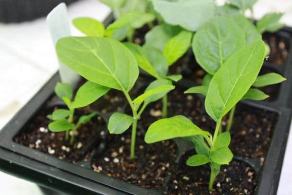 Seedling care