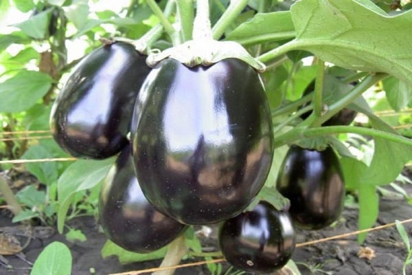 eggplant Vera