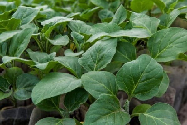 plantas en el jardin