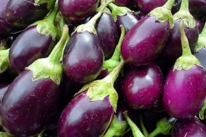 Description de la variété d'aubergine nain japonais, ses caractéristiques et son rendement