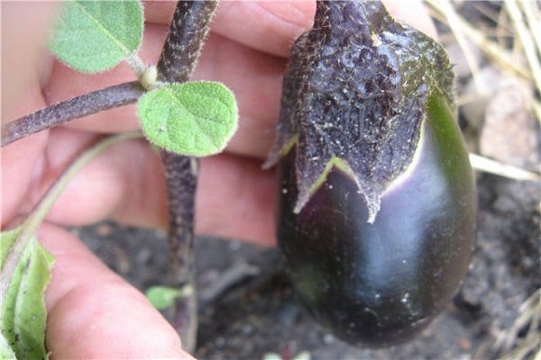 transplanting to the beds