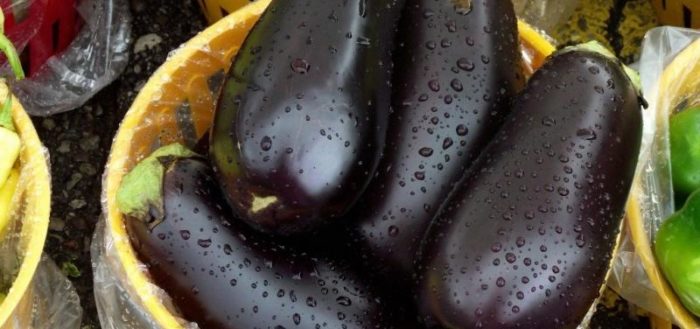 ripe eggplant