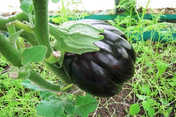 variétés d'aubergines