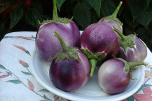 The best varieties of eggplants for greenhouses and open ground in the Leningrad region with a description