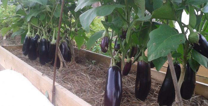 croissance d'aubergines