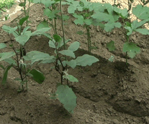 eggplant growing