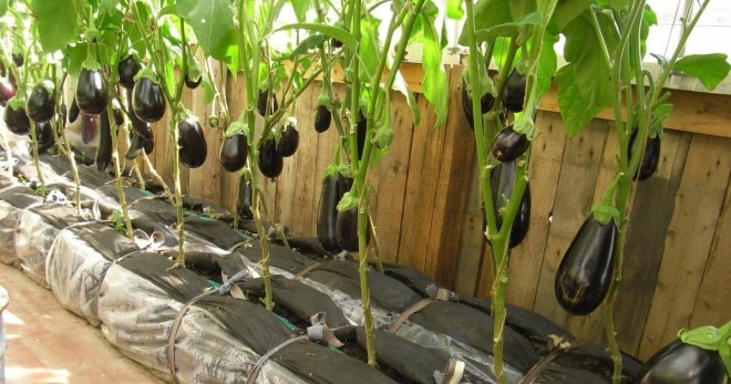 eggplant growing