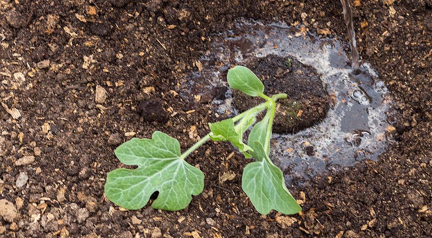 planting seedlings