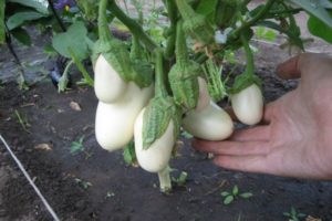 Description des variétés d'aubergines blanches, leurs avantages et inconvénients