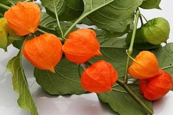 enfermedad de Physalis