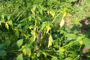 Quines són les malalties i les plagues de physalis, per què les fulles de la planta es tornen grogues i el seu tractament