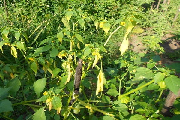 leaves turn yellow