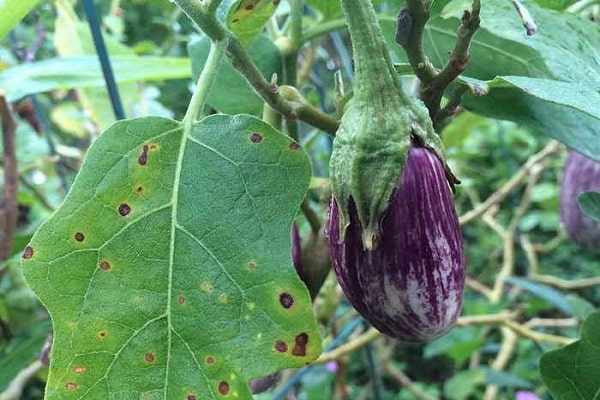 development of alternaria