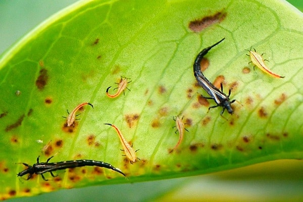 soybean pests