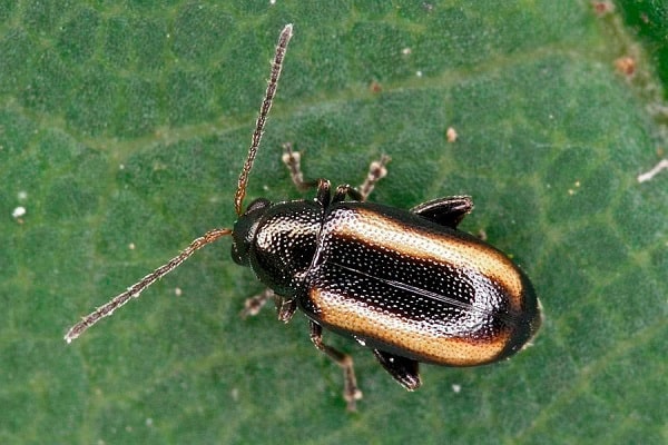 black-striped flea