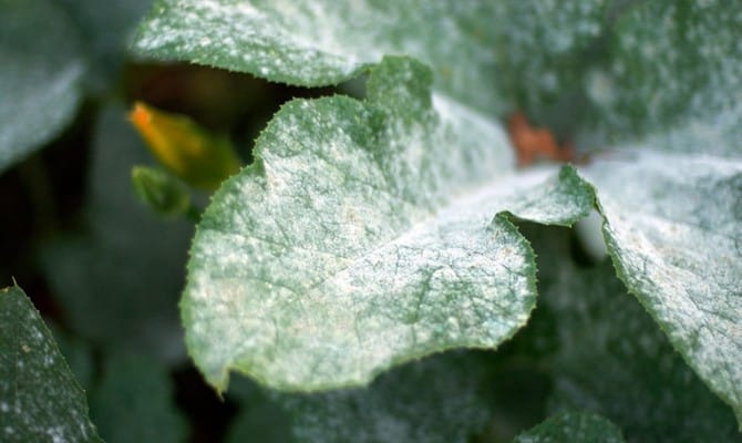 maladies des pommiers